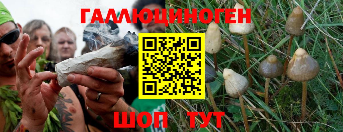 Кимры  Псилоцибиновые грибы Psilocybine cubensis  Вход с VPN 